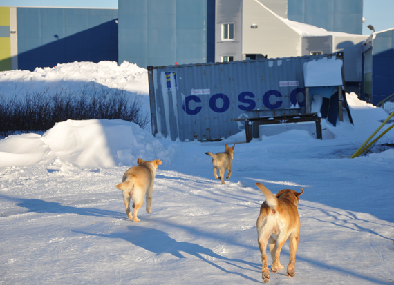  A group of dogs wander through Kuujjuaq last winter A new survey of dog owners in the Nunavik community found people would like to see more veterinary services in the community, and most would be willing to pay for them. (PHOTO BY SARAH ROGERS) 