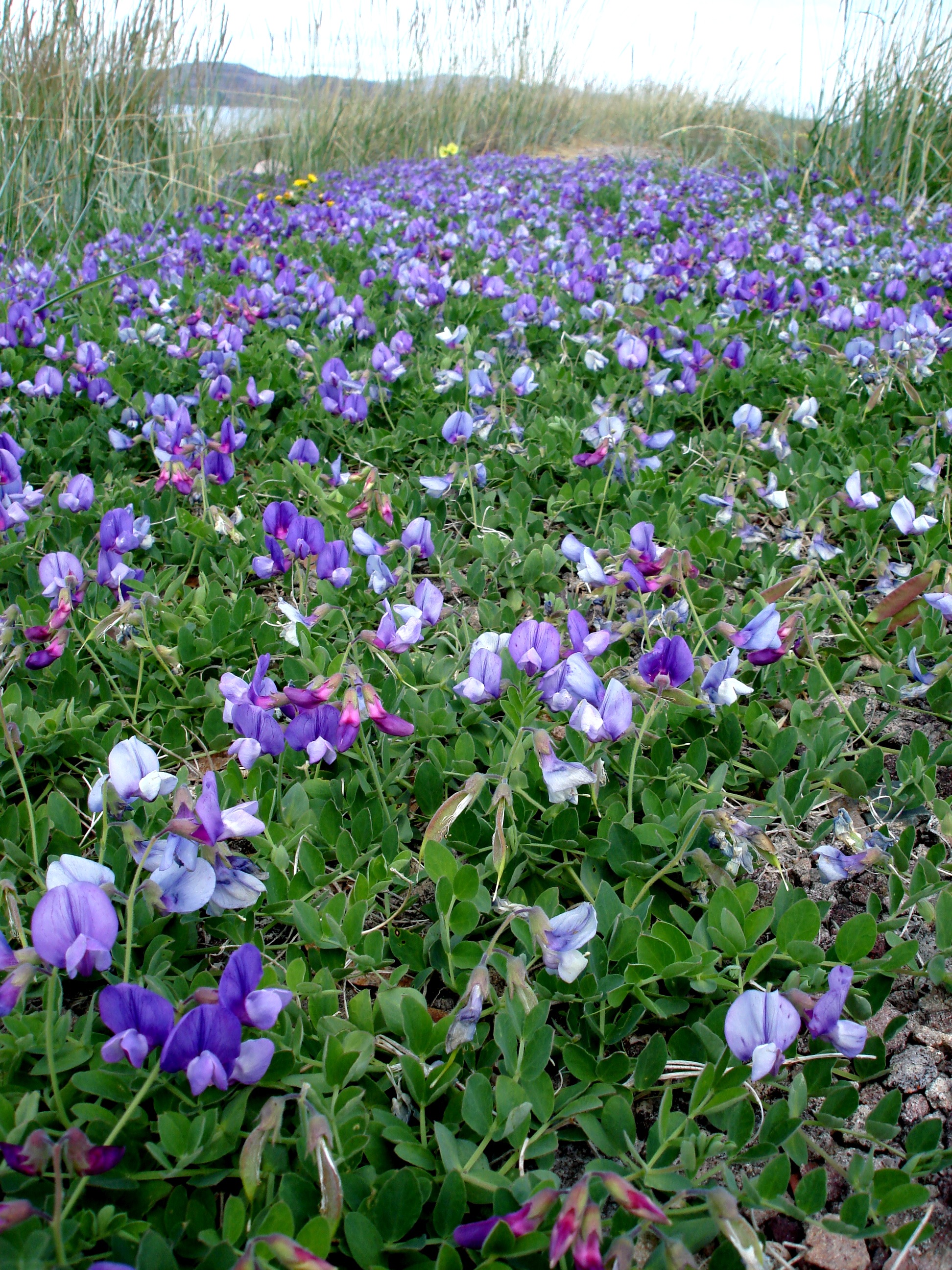 Purple beach peas and other flowers cover land around Bathurst Inlet during the summer. The residents of the two communities of Omingmatok (Bay Chimo) and Kingaok (Bathurst Inlet) now reside in Cambridge Bay and Kugluktuk after the Government of Nunavut determined they were outpost camps, not communities, and would supply only diesel, but not any other services. (PHOTO BY JANE GEORGE) 