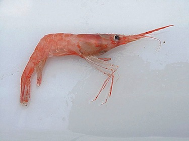 An example of pandalus borealis, or northern shrimp, one of the shrimp species harvested off Nunavut waters. (FILE PHOTO)