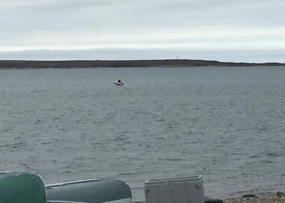 A rare sighting in Puvirnituq: residents of the Hudson coast community in Nunavik spot an orca, or killer whale swim, into the Puvirnituq river early July 5. The whale spent the day in viewing distance of the community of 1,700, following a pod of beluga whales. The last reported sighting of killer whales in Nunavik was in 2013, when a group of orca whales became trapped in the sea ice near Inukjuak. A 2012 study found that melting sea ice is attracting more killer whales, or orca, to the Canadian Arctic where the whales are preying on mammals like seals, belugas, narwhals and even the much larger bowhead whale. (PHOTO BY MUNCY NOVALINGA) 