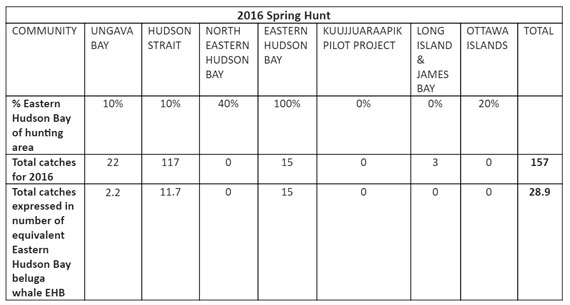 Here’s a rundown of the 2016 beluga hunt, which included the equivalent of 28.9 EHB whales, and which regions they were hunted in. TABLE COURTESY OF DFO)