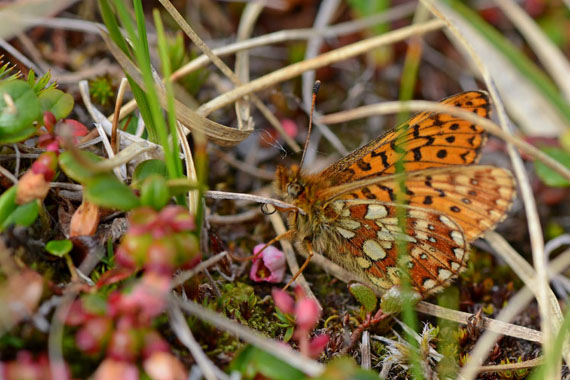 Another unidentified butterfly pictured on the land in Pingualuit park this summer. (PHOTO COURTESY OF NUNAVIK PARKS) 