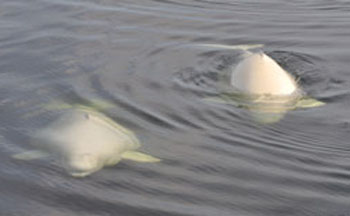 Harvesters in Nunavik caught the last of their total allowable take of belugas — the equivalent of 162 whales — on Aug. 17. (FILE PHOTO) 