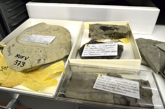 Here are some of the Nunavut fossil specimens already held at the Canadian Museum of Nature, in a special row of cabinets reserved for Nunavut inside their Gatineau storage facility. The museum will host another 140,000 items over a five-year period, the GN announced Aug.3. (FILE PHOTO) 