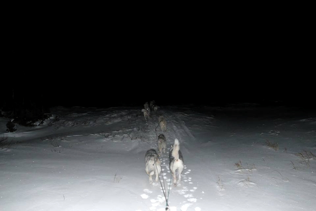 The view from the sled: Allen Gordon's dogteam beats a path into the Arctic darkness just outside of Kuujjuaq Dec. 10. For anyone who runs dogs, the vision of these furry backsides will be familiar. Gordon and his dogs have competed in many Ivakkak dogsled races with partner, and Johnny Kooktook. (PHOTO BY ALLEN GORDON)