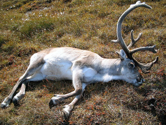 A caribou legally harvested near Tarr Inlet, about 10 years ago, when the species still thrived on Baffin Island. Canadian Ranger Michael Irngaut of Igloolik currently faces illegal harvesting charges for taking a caribou in February 2015 when caribou hunting was temporarily banned on Baffin Island due to drastically low herd numbers. (FILE PHOTO)