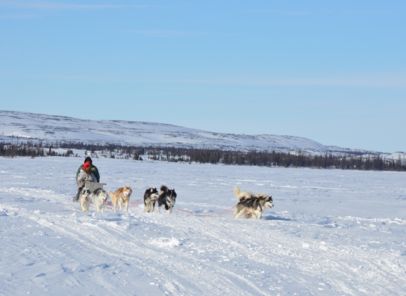 Kuujjuaq mushers take advantage of the sunny and calm weather Feb. 25 to exercise their dog team, pictured here running across Stewart Lake. Mushers across Nunavik are gearing up for this year's edition of Ivakkak, the region's dog sled race, which departs March 27 from Umiujaq en route to Ivujivik. (PHOTO BY SARAH ROGERS) 