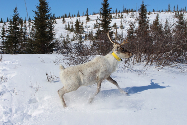 Fourteen pregnant female caribou from Nunavik's Leaf River herd were fitted with camera collars in March 2016. Video retrieved from the collars, which fell off in September 2016, show researchers at Université Laval's Caribou Ungava project the birth of calves and other information they say is crucial to figuring out why the herd is dwindling in numbers. (PHOTO COURTESY CARIBOU UNGAVA)