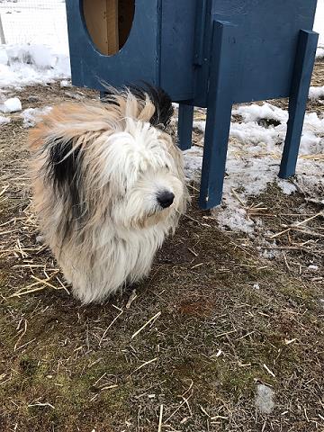 Whose pooch is this? A photo of this little dog in the Rankin Inlet dog pound, which was posted on the Rankin Inlet Facebook page, helped alert the owner that the dog was missing. (PHOTO COURTESY OF M. WYATT)