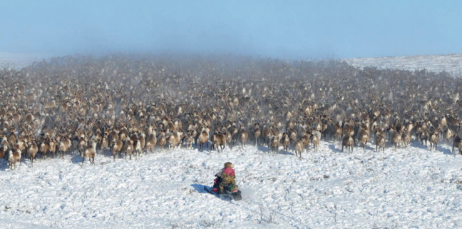 Rounding up reindeer near Inuvik. (PHOTO BY ANEXANDRA PULWICK/EALLU)