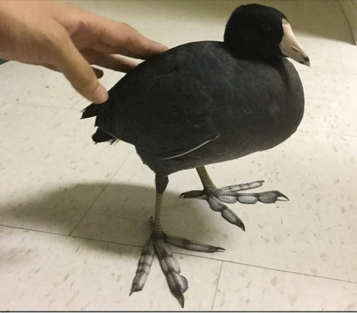 A long way from home: this American coot ended up in Igloolik earlier this week, prompting Richard Amarualik to post a photo of the bird on Facebook to help identify it. (PHOTO COURTESY OF R. AMARUALIK)