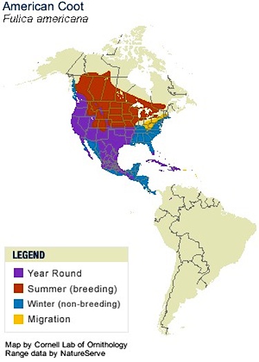 This map shows the usual range of the American coot. (MAP COURTESY OF THE CORNELL LAB OF ORNITHOLOGY)