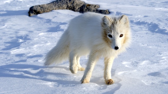 Nunavut health officials are warning residents of Rankin Inlet and workers at the nearby Meliadine mine to be aware of foxes, while they investigate a suspected case of rabies in the region. (FILE PHOTO) 