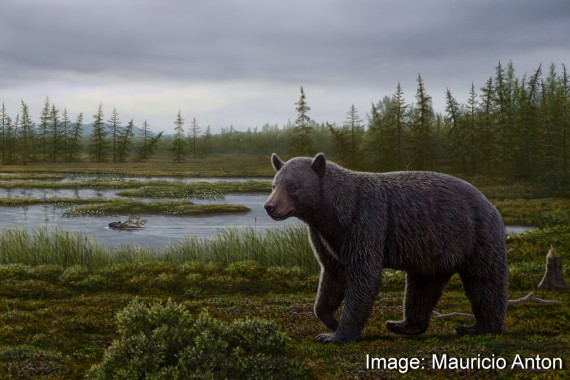 This illustration depicts the primitive bear that inhabited Ellesmere Island about 3.5 million years ago. (IMAGE COURTESY OF THE MUSEUM OF NATURE)