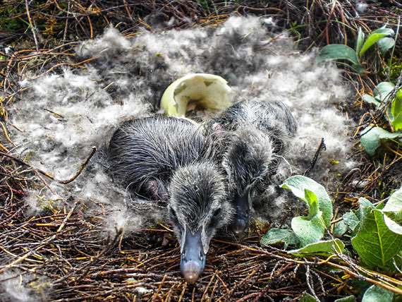 Rise and shine, ducklings: Kuujjuaq-raised, Montreal-based hobby photographer Carson Tagoona snapped a photo of these newborn eider ducklings in their nest on Alurpaluq Island at the mouth of the George River on Ungava Bay in the summer of 2009. Tagoona submitted the photo to the Nunavik Marine Region Wildlife Board’s 2017 photo contest, where it won second place. The NMRWB is looking for more wildlife photos from Nunavimmiut in 2018; photographers can email their photos to fjeangagnon@nmrwb.ca. (PHOTO BY CARSON TAGOONA/NMRWB)
