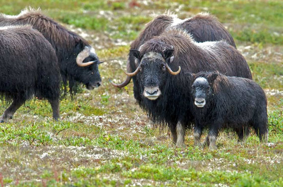 A muskox and its calf pictured in the Bering Land Peninsula National Preserve in Alaska. New research suggests that muskox who are pregnant through the winter months are giving birth to undersized calves, due to an increase in rainfall that makes it harder for muskox to access food sources. (PHOTO COURTESY OF US NATIONAL PARK SERVICE) 