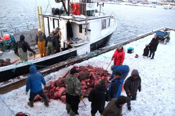 Walrus from this October hunt near Iqaluit all tested free of parasites. The meat was shared throughout the community. (FILE PHOTO)
