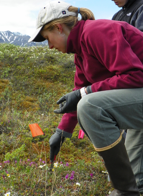 Amanda Koltz in the field sampling bugs. (PHOTO COURTESY OF WASHINGTON UNIVERSITY IN ST. LOUIS)

