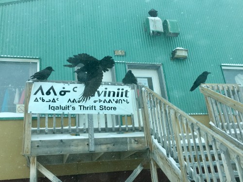 Ravens gather outside Iqaluit’s Thrift Store during the storm on April 1. (PHOTO BY FRANK REARDON)