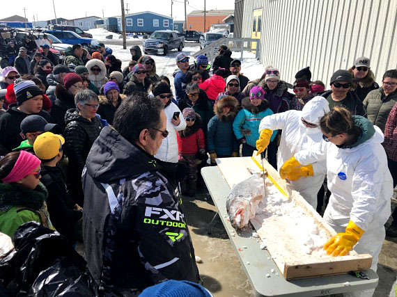 A crowd gathers in Rankin Inlet to inspect one of the many trout caught in a fishing derby that took place over the May long weekend. (PHOTO BY KELLI MCLARTY)
