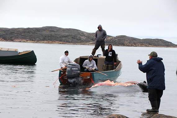 Hunt elder Jeetaloo Kakee gives directions during the beginning of the bowhead whale harvest. On the right is one of the hunt co-captains, Josephee Nooshoota, who also took part in the last Iqaluit bowhead shore harvest in 2011. In the boat in the centre is one of the youngest hunters, 15-year-old Simata Buscemi. The bowhead, which is estimated to be about 35 feet long, was caught near the middle of Frobisher Bay and was hauled in to be harvested at Koojesse Inlet. (PHOTO BY BETH BROWN)
