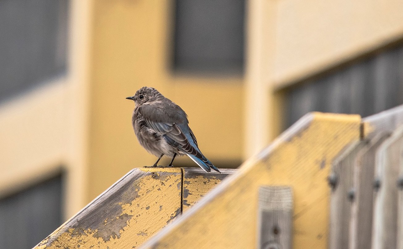 A female mountain bluebird perches on a porch in this photo taken by Maggie Putulik of Putulik Photography in Rankin Inlet on Aug. 27. (PHOTO BY PUTULIK PHOTOGRAPHY)
