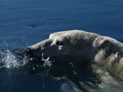 A polar bear swims near White Island in Nunavut's Kivalliq region. Some Nunavut MLAs say their constituents are frustrated with waiting for wildlife authorities to adjust hunting quotas in response to an increase in polar bear encounters. (PHOTO BY J. MILORTOK/ARCTIC CO-OPS)